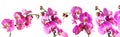 Set of purple orchid flower phalaenopsis, phalaenopsis or falah isolated on white background Royalty Free Stock Photo