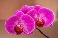 Purple orchid flower phalaenopsis with water drops. phalaenopsis or falah on a golden background. Royalty Free Stock Photo