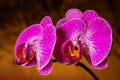 Purple orchid flower phalaenopsis, with water drops phalaenopsis or falah on a golden background. Royalty Free Stock Photo