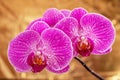 Purple orchid flower phalaenopsis with water drops. phalaenopsis or falah on a golden background Royalty Free Stock Photo