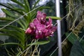 Orchid Flower at Kew Garden, UK