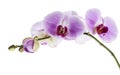 Purple orchid flower, Pink phalaenopsis moth orchid isolated on white background, with clipping path Royalty Free Stock Photo