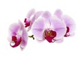 Purple orchid flower, Pink phalaenopsis moth orchid isolated on white background, with clipping path Royalty Free Stock Photo