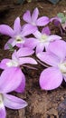 purple orchid flower plant with white pattern Royalty Free Stock Photo