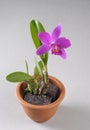 Purple orchid flower in a pot Royalty Free Stock Photo