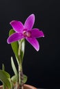 Purple orchid flower in a pot Royalty Free Stock Photo