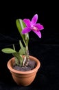 Purple orchid flower in a pot Royalty Free Stock Photo