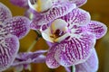 purple orchid flower Royalty Free Stock Photo