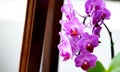 purple orchid flower