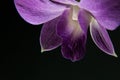 Purple Orchid Flower Royalty Free Stock Photo