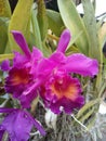 Purple orchid flower thailand Royalty Free Stock Photo