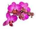 Purple orchid flower with veins isolated on a white background Royalty Free Stock Photo
