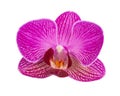 Purple orchid flower with veins isolated on a white background Royalty Free Stock Photo