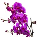 Purple orchid flower on white background