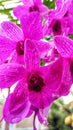 Purple orchid flower with white pattern in the morning Royalty Free Stock Photo