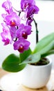 purple orchid flower