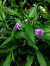 purple orchid flower whose body is blooming in brazilian tropical forest