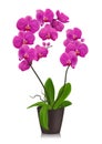 Purple Orchid In Flowerpot