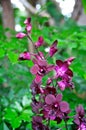 Purple orchid flowers Royalty Free Stock Photo