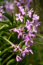 Purple orchid flowers (Ascocentrum miniatum or Vanda miniatum) Royalty Free Stock Photo