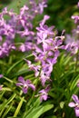 Purple orchid flowers (Ascocentrum miniatum or Vanda miniatum) Royalty Free Stock Photo