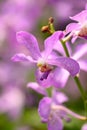 Purple orchid flowers (Ascocentrum miniatum or Vanda miniatum) Royalty Free Stock Photo