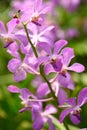 Purple orchid flowers (Ascocentrum miniatum or Vanda miniatum) Royalty Free Stock Photo