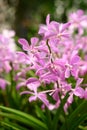 Purple orchid flowers (Ascocentrum miniatum or Vanda miniatum) Royalty Free Stock Photo