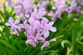 Purple orchid flowers (Ascocentrum miniatum or Vanda miniatum) Royalty Free Stock Photo