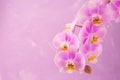 Purple orchid flowers border with copy space Royalty Free Stock Photo
