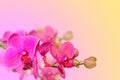 Purple orchid flowers branch on blurred gradient Royalty Free Stock Photo