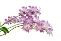 Purple orchid flowers branch isolated on white background Royalty Free Stock Photo