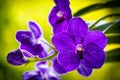 Purple Orchid Flowers Royalty Free Stock Photo