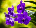 Purple Orchid Flowers Royalty Free Stock Photo