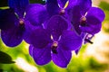 Purple Orchid Flowers Royalty Free Stock Photo