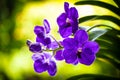 Purple Orchid Flowers Royalty Free Stock Photo