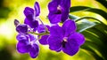 Purple Orchid Flowers Royalty Free Stock Photo