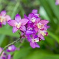 Purple orchid flowers Royalty Free Stock Photo