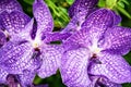 Purple orchid flowers, closeup natural scene Royalty Free Stock Photo