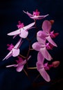Purple orchid flowers on a dark background. Phalaenopsis flower. Vertical photo. Purple chic orchid close-up on a black background