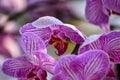 Purple orchid flowers in the garden. Purple orchid flowers in rural. Royalty Free Stock Photo