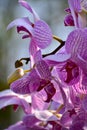 Purple orchid flowers in the garden. Purple orchid flowers in rural. Royalty Free Stock Photo