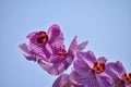 Purple orchid flowers in the garden. Purple orchid flowers in rural. Royalty Free Stock Photo