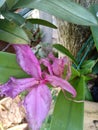 Purple Orchid flowers that have whitered for several day