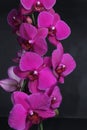 Purple orchid flowers isolated on a black background. Bright spring flowers Royalty Free Stock Photo