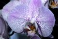 Purple orchid flowers isolated on a black background. Bright spring flowers Royalty Free Stock Photo