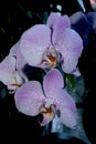 Purple orchid flowers isolated on a black background. Bright spring flowers Royalty Free Stock Photo