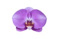 Purple orchid flowers isolated on white background Royalty Free Stock Photo