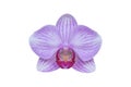 Purple orchid flowers isolated on white background. Royalty Free Stock Photo