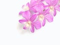 purple orchid flowers over white background Royalty Free Stock Photo